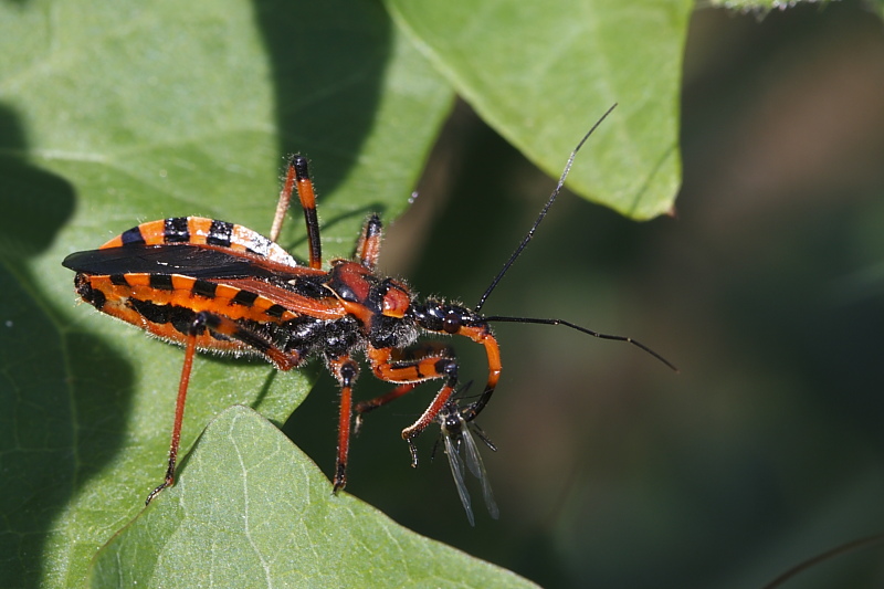 Rhynocoris iracundus/rubricus